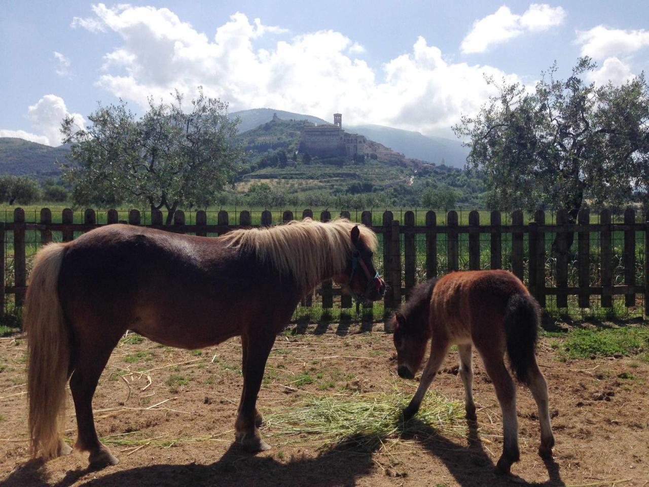 Agriturismo Il Girasole アッシジ エクステリア 写真