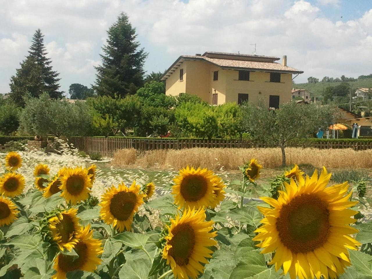 Agriturismo Il Girasole アッシジ エクステリア 写真