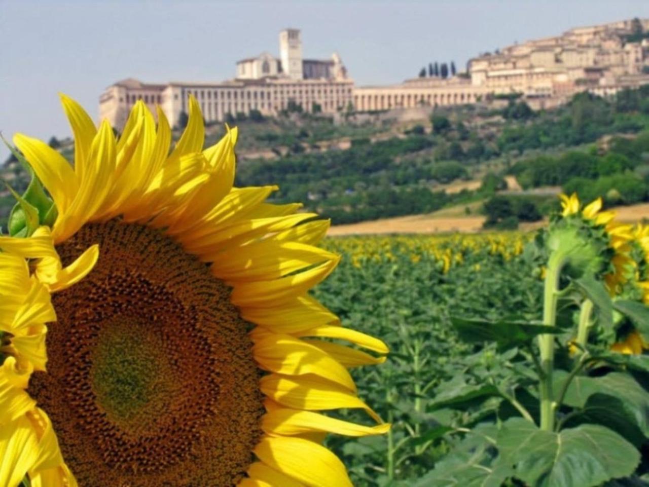 Agriturismo Il Girasole アッシジ エクステリア 写真